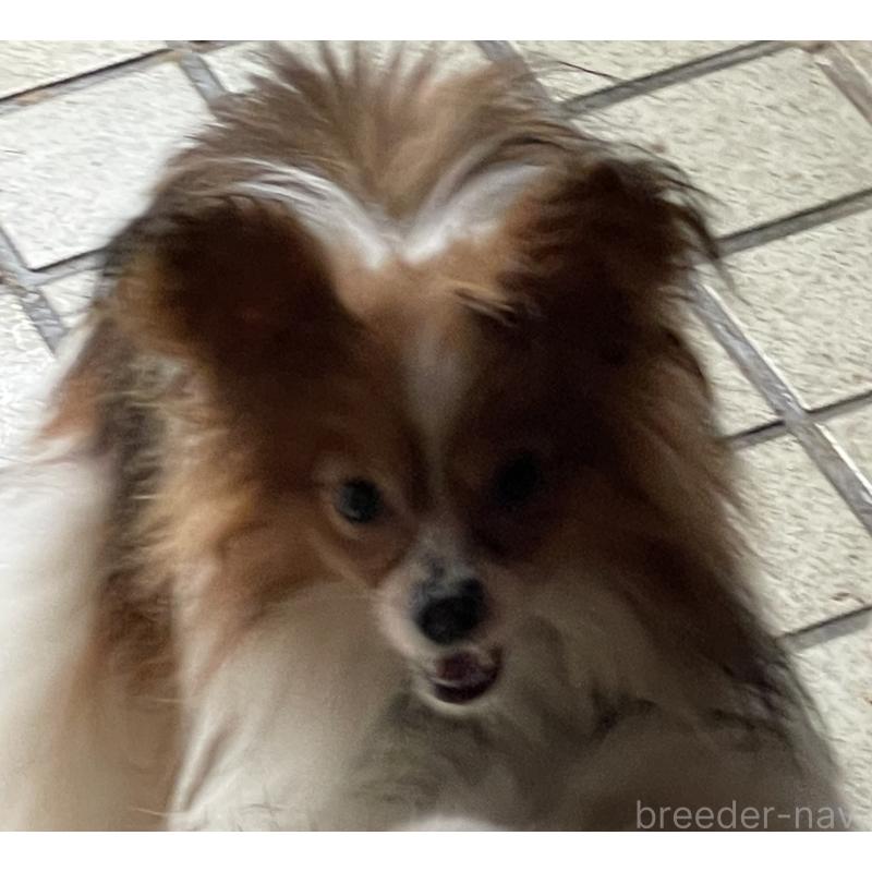 シックくん1枚目