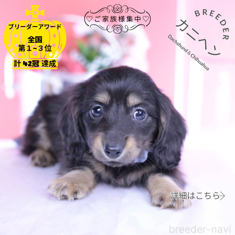 商談中の愛知県のカニンヘンダックスフンド(ロングヘアード)-444136