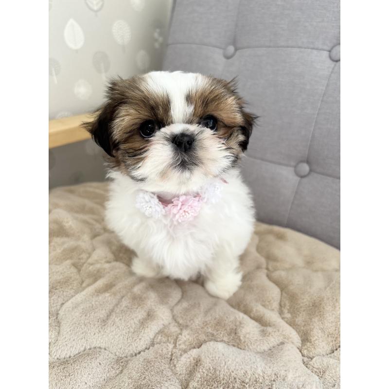 販売中の福岡県のシーズー-447568の3枚目