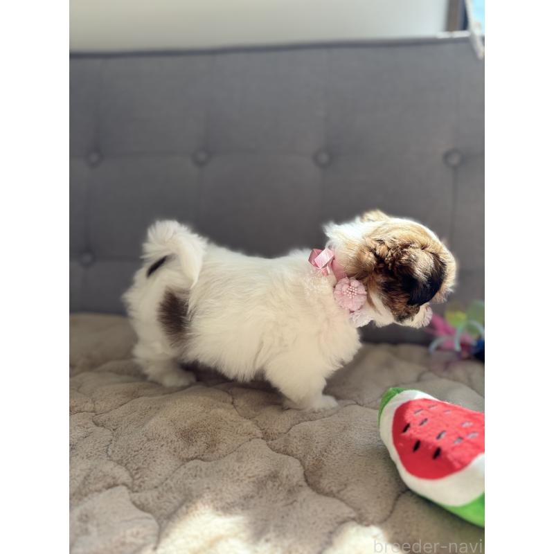 販売中の福岡県のシーズー-447568の2枚目