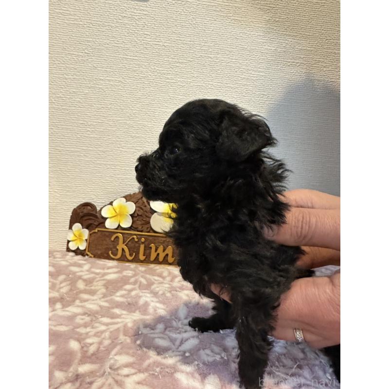 販売中の愛媛県のティーカッププードル-447571の6枚目