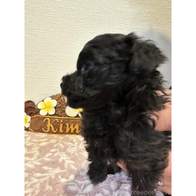 販売中の愛媛県のティーカッププードル-447571の5枚目
