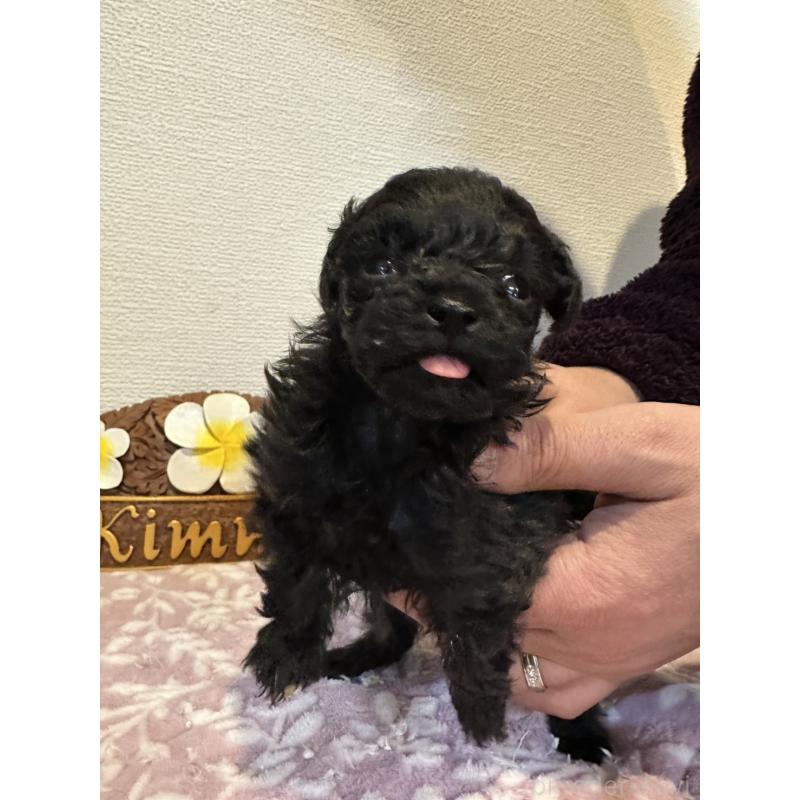 販売中の愛媛県のティーカッププードル-447571の4枚目