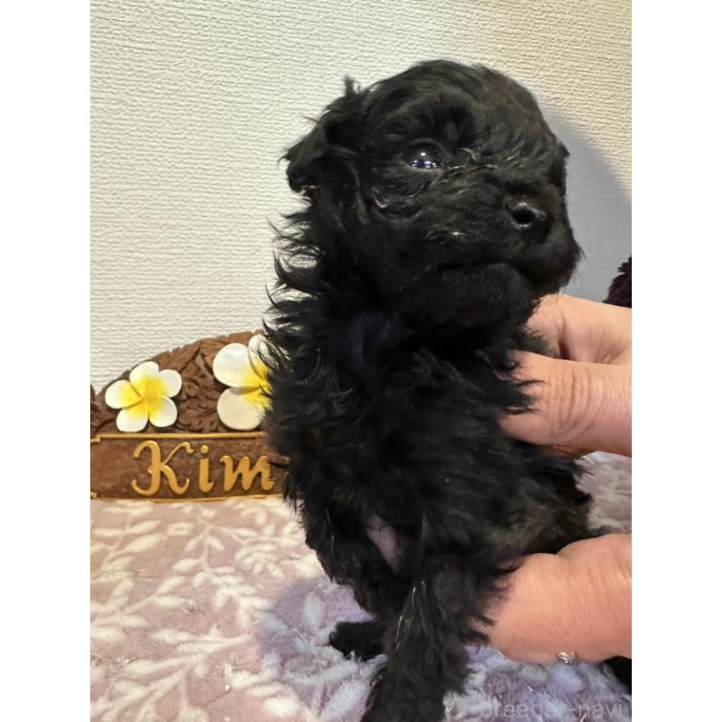 販売中の愛媛県のティーカッププードル-447571の3枚目