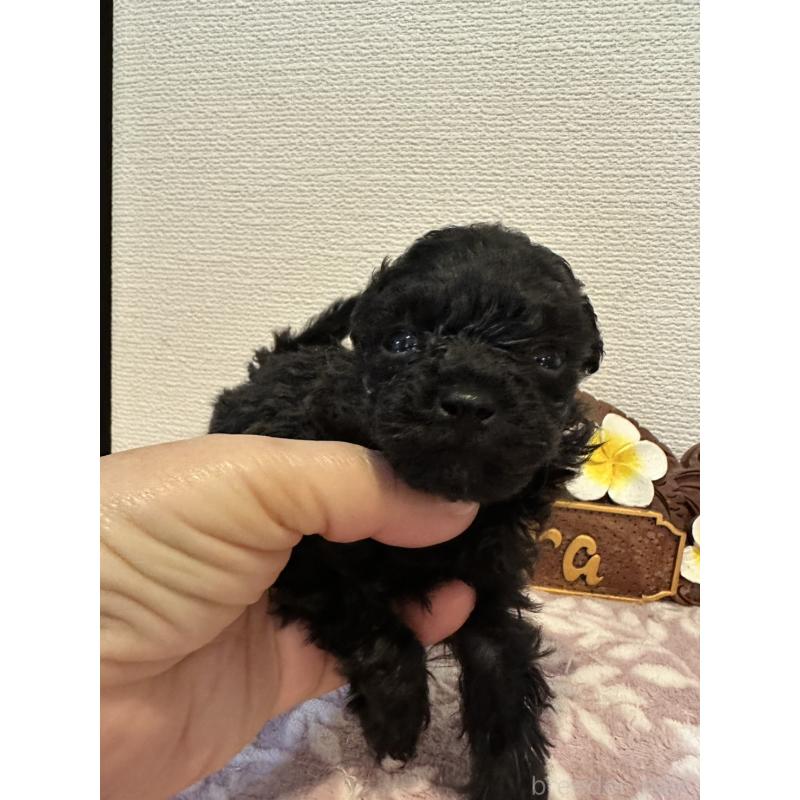 販売中の愛媛県のティーカッププードル-447571の2枚目