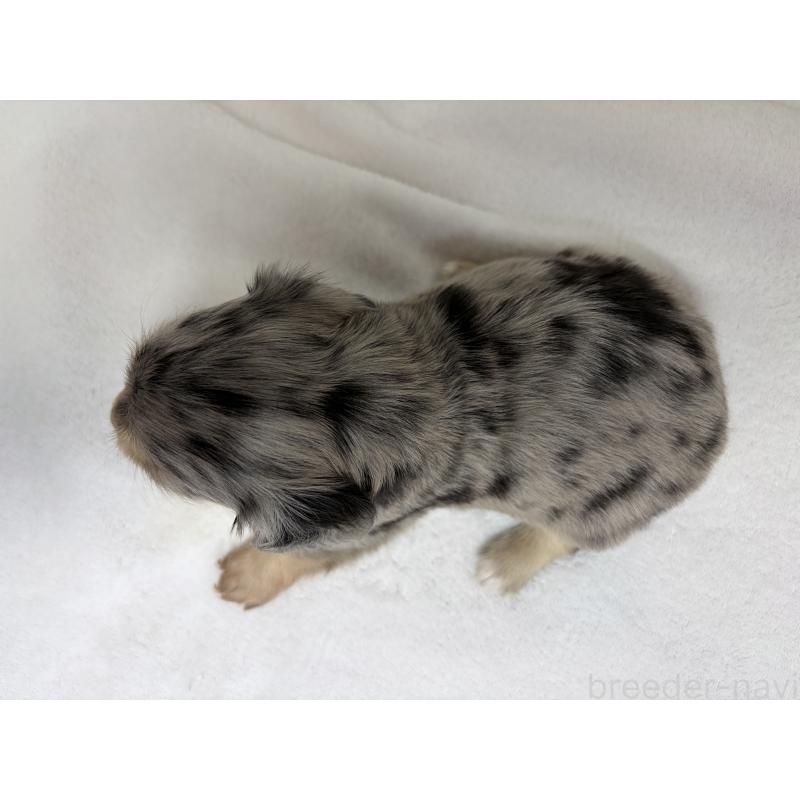 販売中の埼玉県のチワックス:チワワ×ミニチュアダックスフンド-447574の10枚目