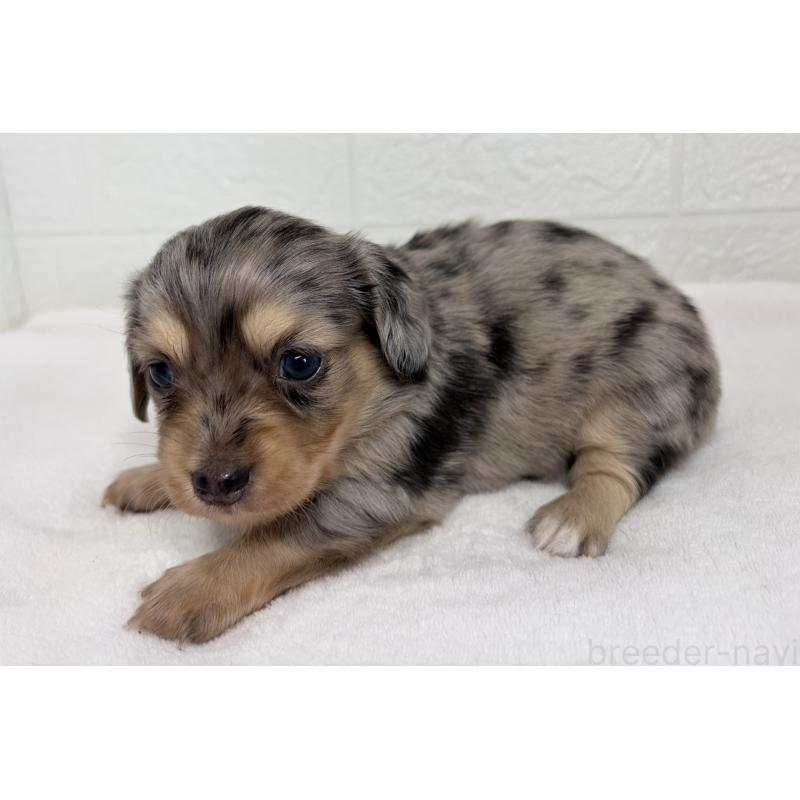 販売中の埼玉県のチワックス:チワワ×ミニチュアダックスフンド-447574の9枚目