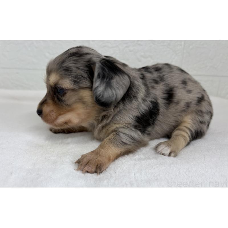 販売中の埼玉県のチワックス:チワワ×ミニチュアダックスフンド-447574の8枚目