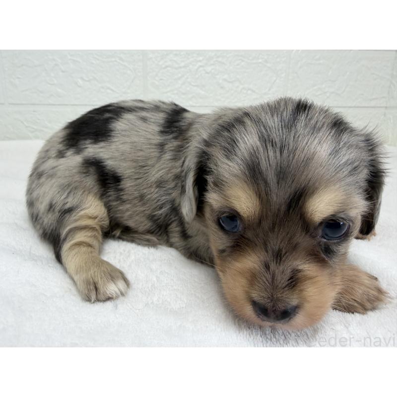 販売中の埼玉県のチワックス:チワワ×ミニチュアダックスフンド-447574の7枚目