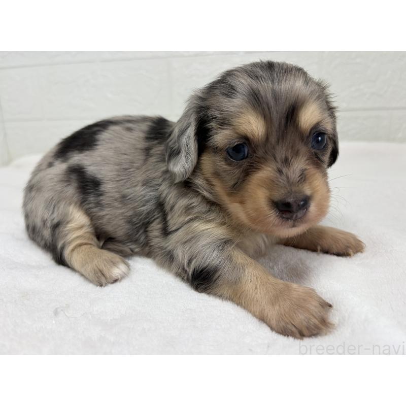 販売中の埼玉県のチワックス:チワワ×ミニチュアダックスフンド-447574の6枚目