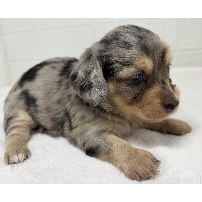 販売中の埼玉県のチワックス:チワワ×ミニチュアダックスフンド-447574の5枚目