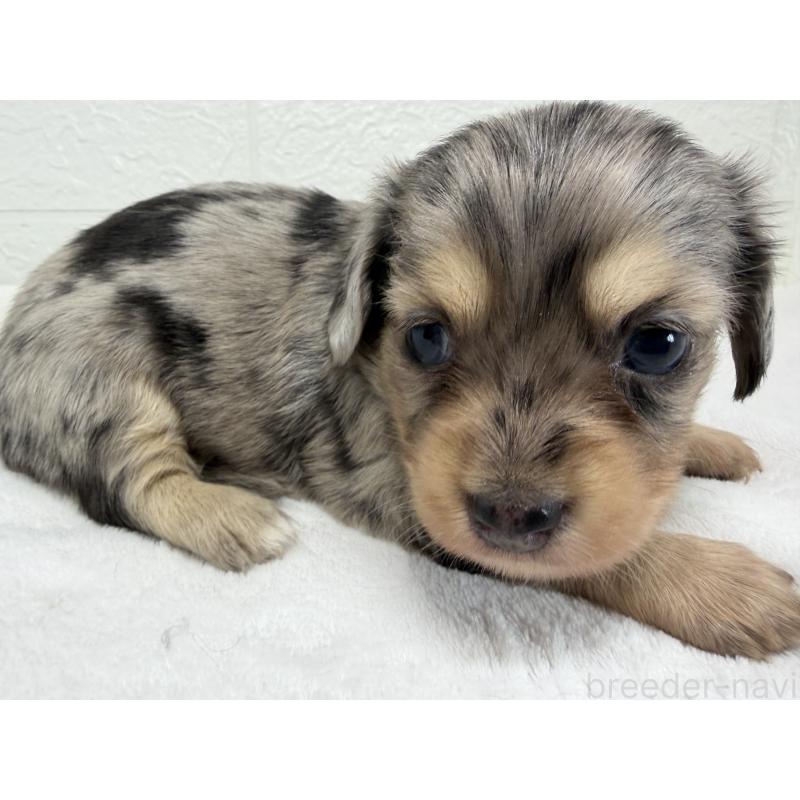 販売中の埼玉県のチワックス:チワワ×ミニチュアダックスフンド-447574の4枚目