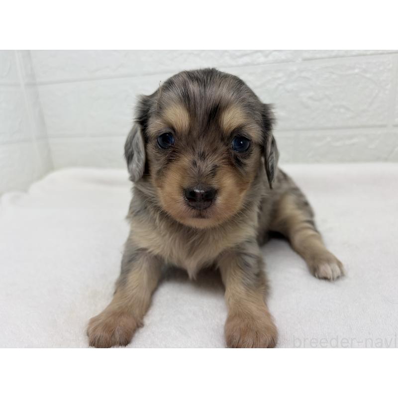 販売中の埼玉県のチワックス:チワワ×ミニチュアダックスフンド-447574の2枚目