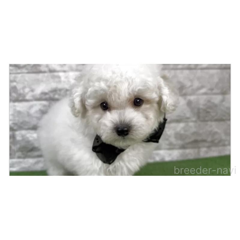 販売中の埼玉県のビションプー:ビションフリーゼ×トイプードル-447572の3枚目