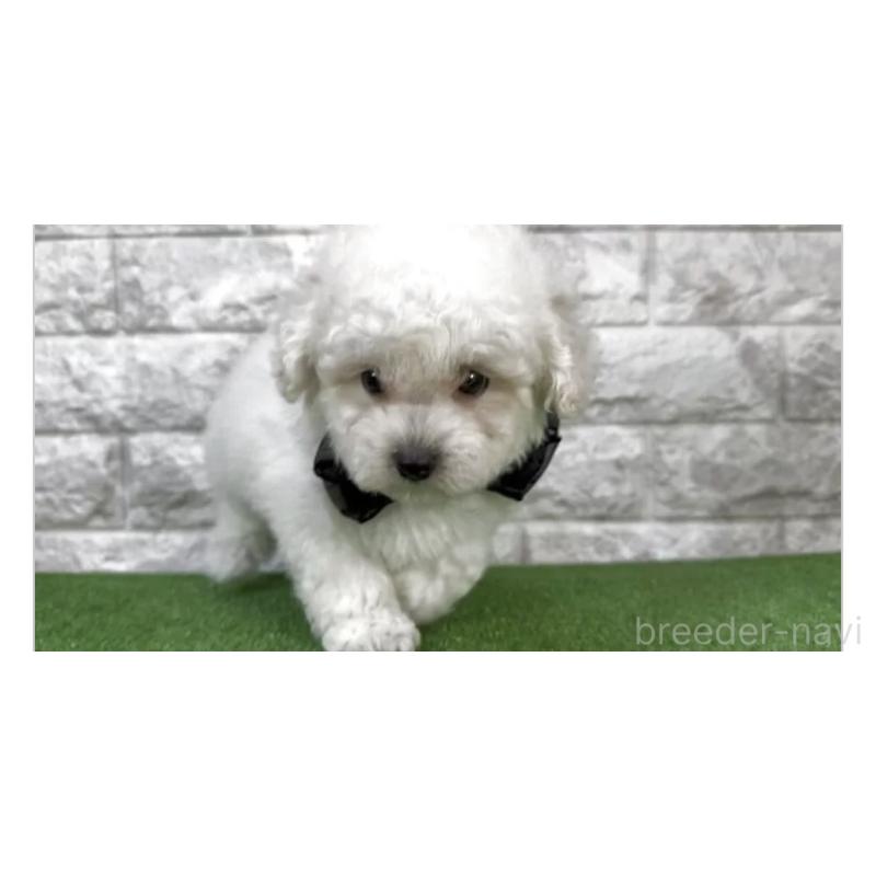 販売中の埼玉県のビションプー:ビションフリーゼ×トイプードル-447572の2枚目