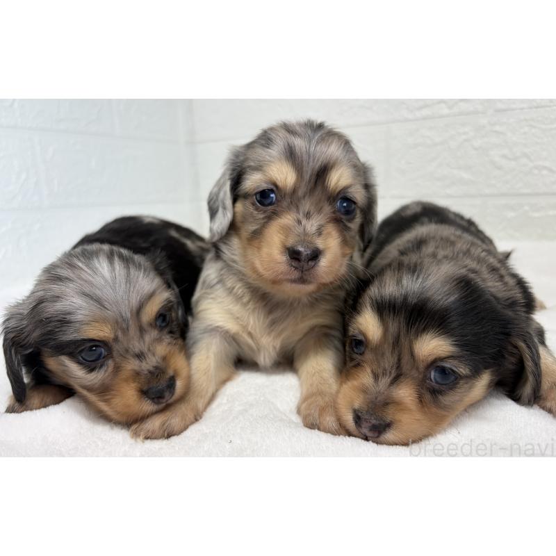 販売中の埼玉県のチワックス:チワワ×ミニチュアダックスフンド-447577の11枚目