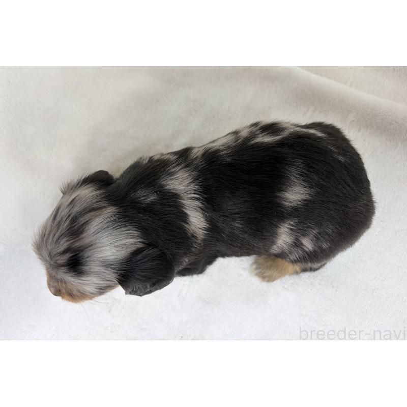 販売中の埼玉県のチワックス:チワワ×ミニチュアダックスフンド-447577の10枚目