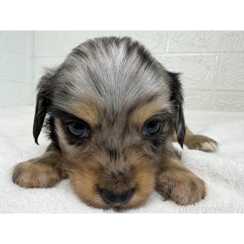 販売中の埼玉県のチワックス:チワワ×ミニチュアダックスフンド-447577の9枚目