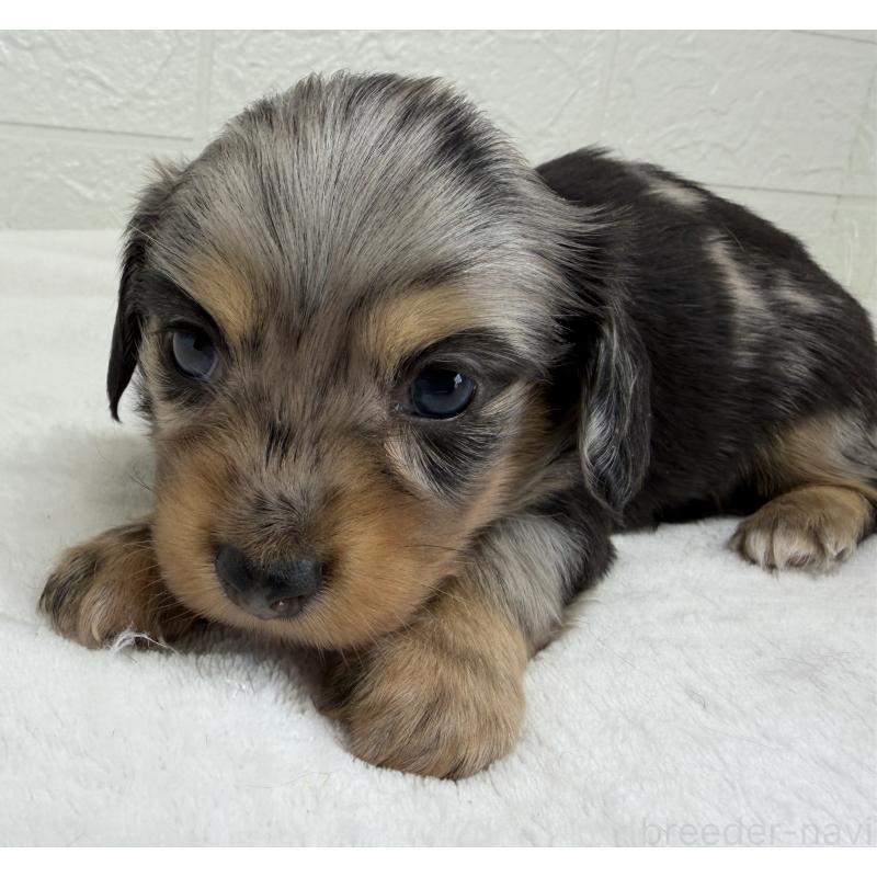 販売中の埼玉県のチワックス:チワワ×ミニチュアダックスフンド-447577の6枚目