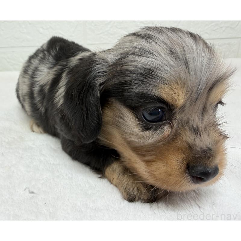 販売中の埼玉県のチワックス:チワワ×ミニチュアダックスフンド-447577の5枚目