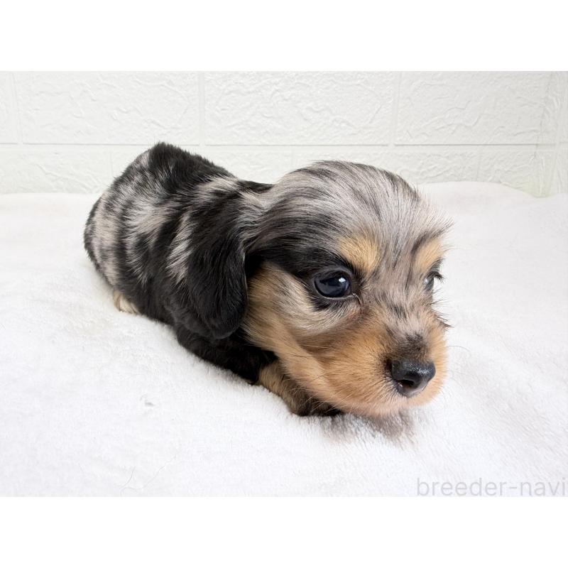 販売中の埼玉県のチワックス:チワワ×ミニチュアダックスフンド-447577の4枚目