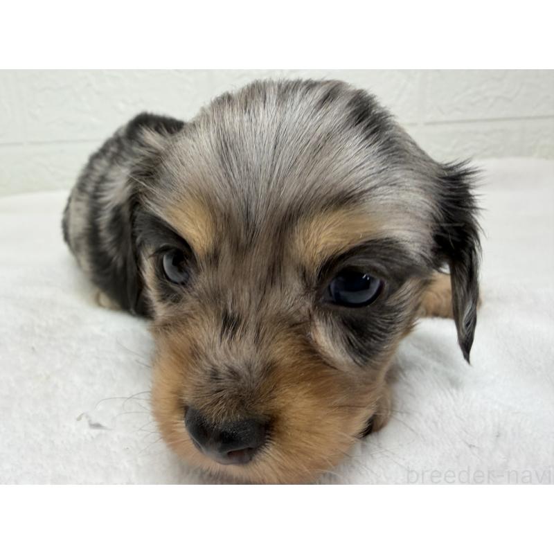 販売中の埼玉県のチワックス:チワワ×ミニチュアダックスフンド-447577の3枚目