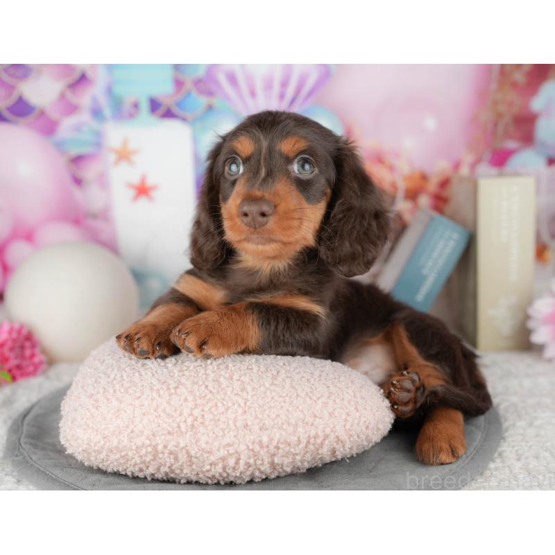 販売中の茨城県のミニチュアダックスフンド(ロングヘアード)-447578の10枚目