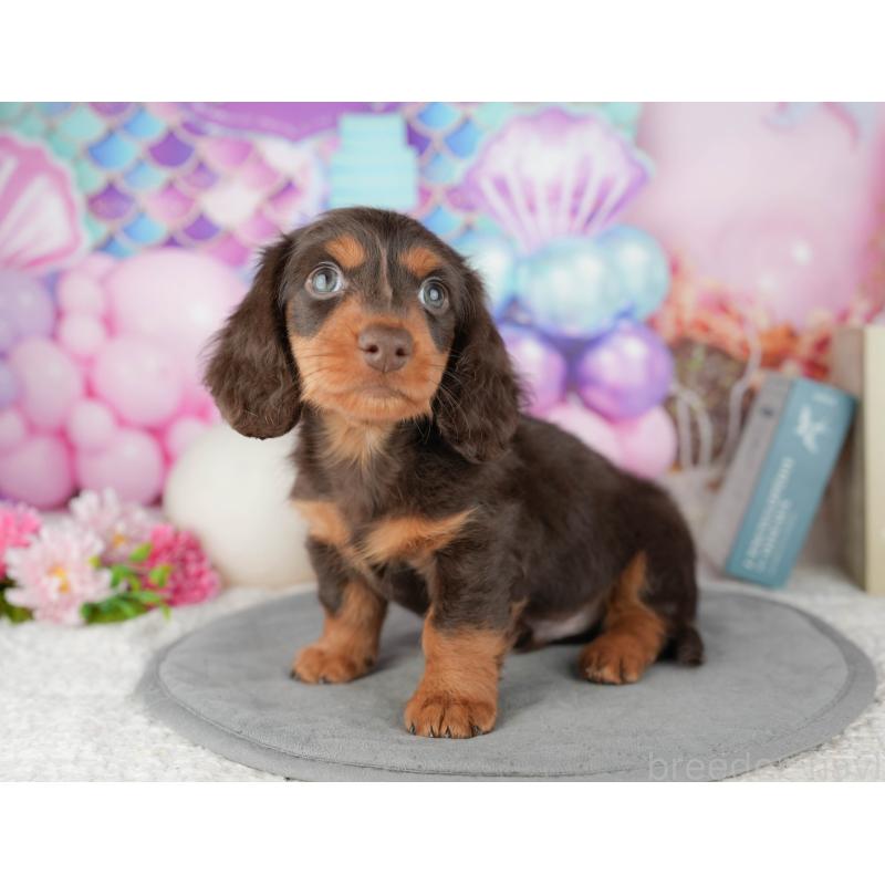 販売中の茨城県のミニチュアダックスフンド(ロングヘアード)-447578の9枚目