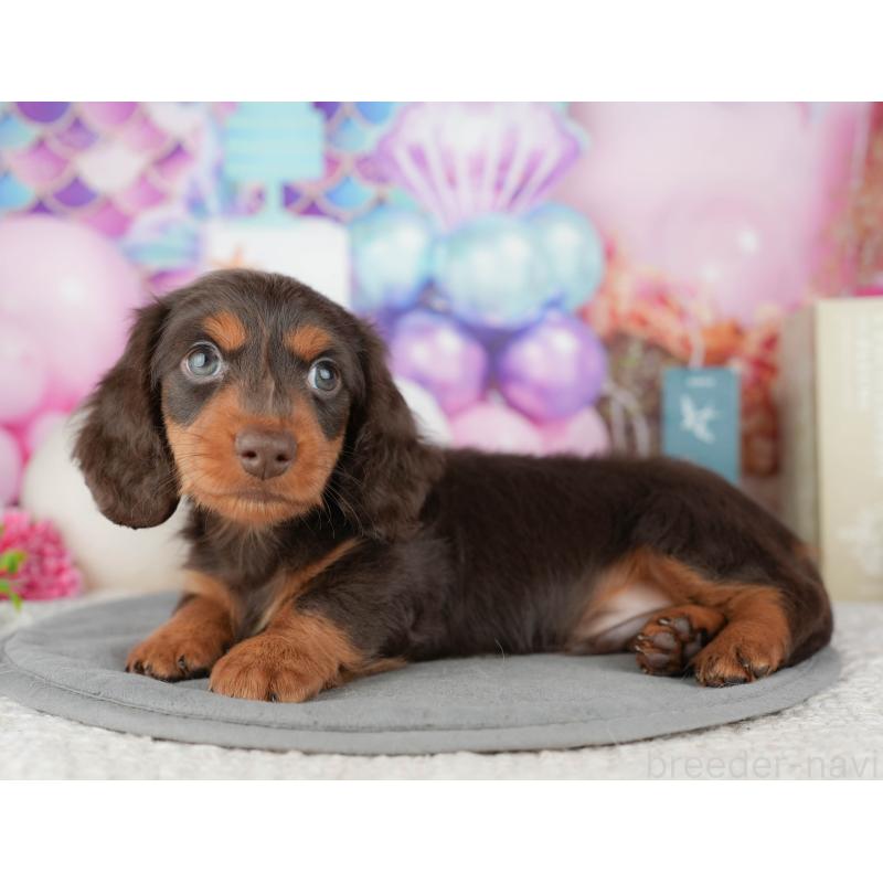 販売中の茨城県のミニチュアダックスフンド(ロングヘアード)-447578の8枚目