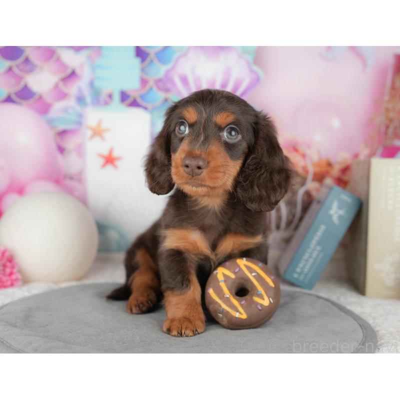 販売中の茨城県のミニチュアダックスフンド(ロングヘアード)-447578の7枚目