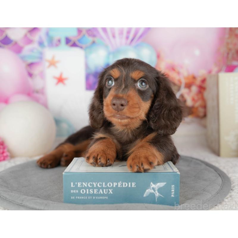 販売中の茨城県のミニチュアダックスフンド(ロングヘアード)-447578の5枚目