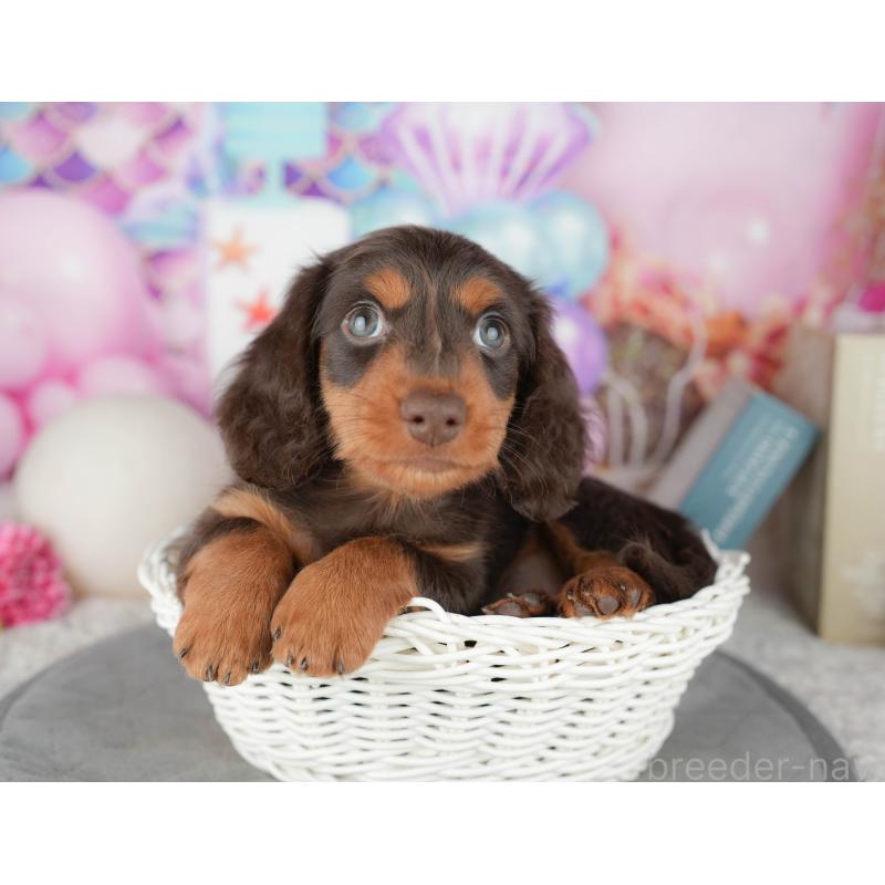 販売中の茨城県のミニチュアダックスフンド(ロングヘアード)-447578の2枚目