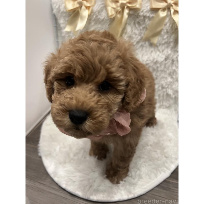 販売中の奈良県のトイプードル-447586の5枚目