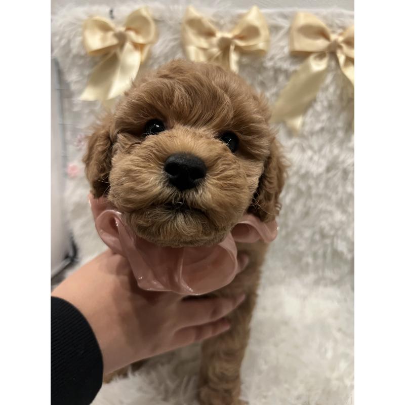 販売中の奈良県のトイプードル-447586の3枚目