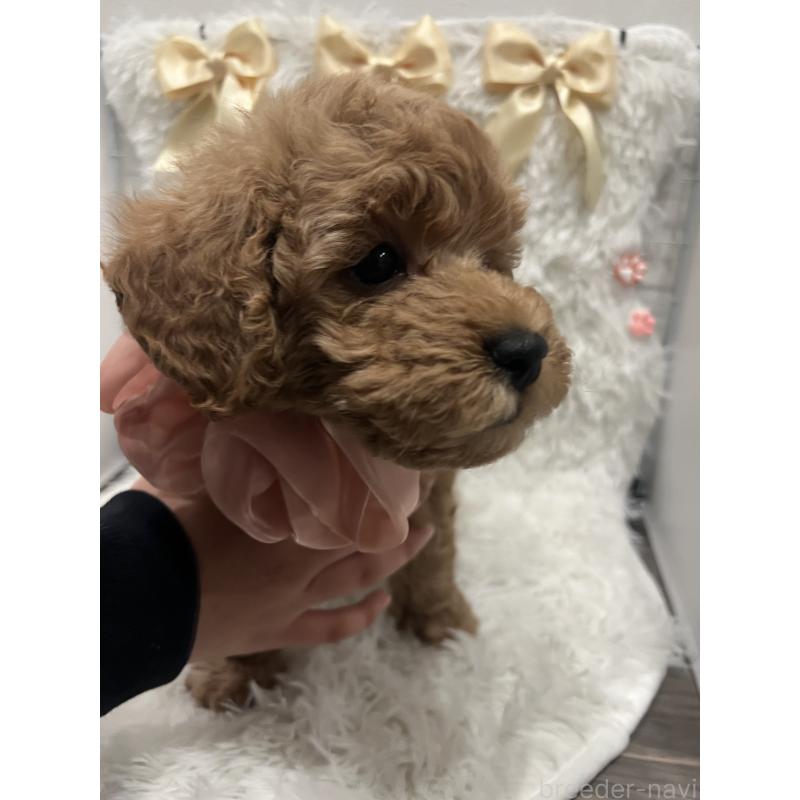 販売中の奈良県のトイプードル-447586の2枚目