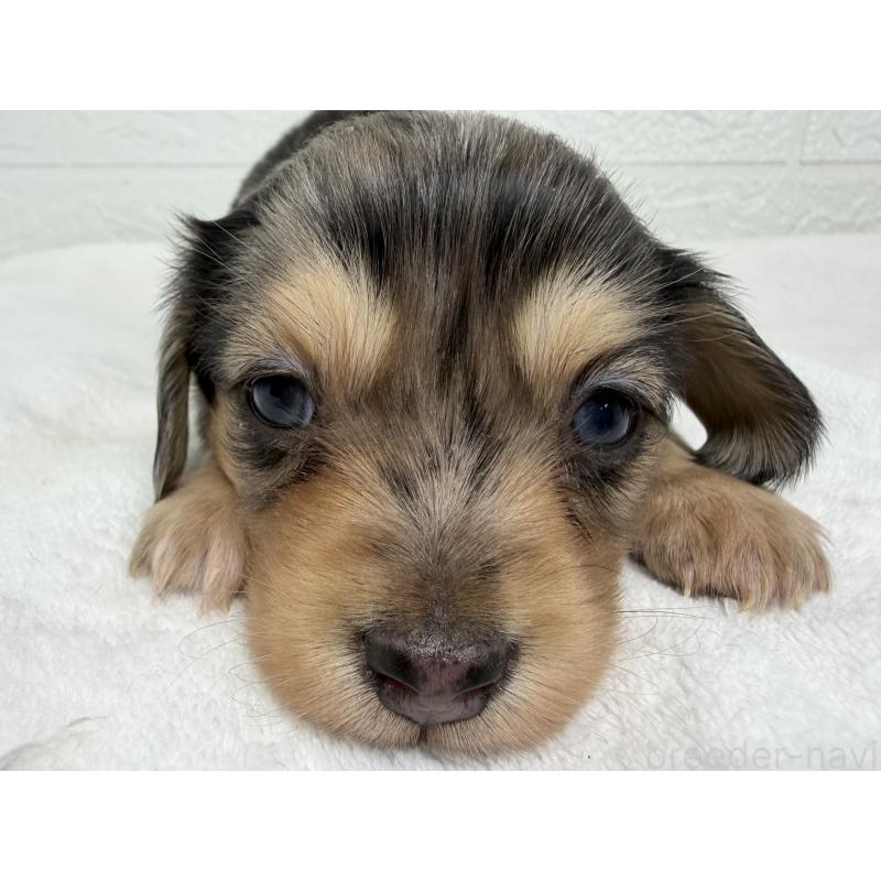 販売中の埼玉県のチワックス:チワワ×ミニチュアダックスフンド-447582の7枚目