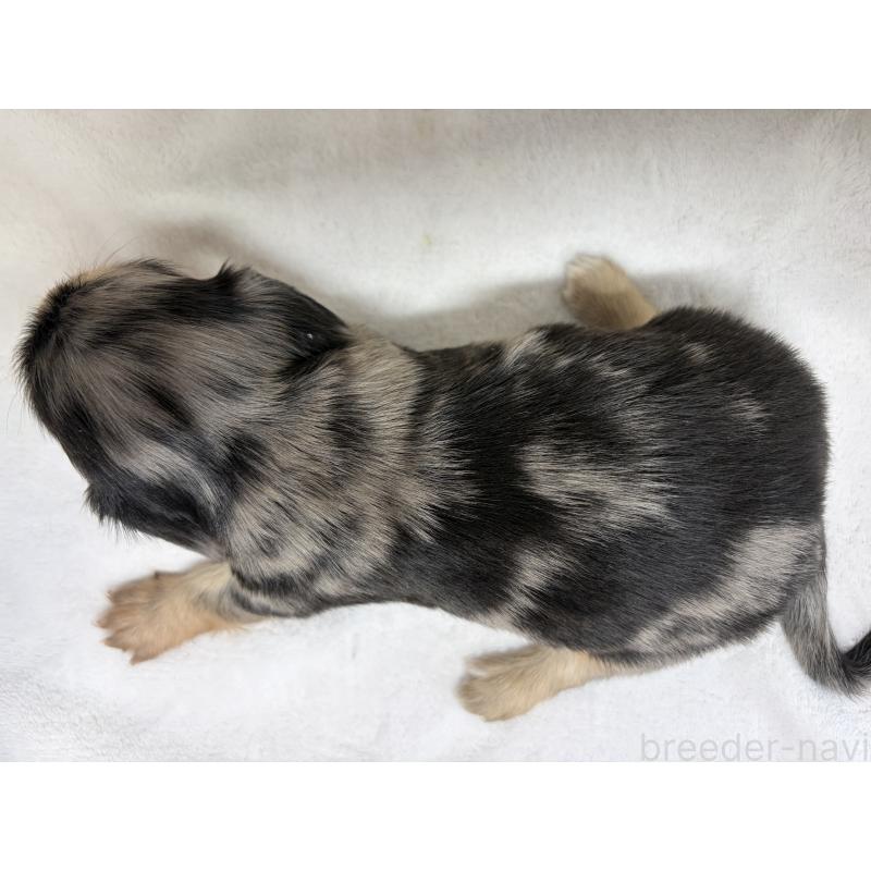 販売中の埼玉県のチワックス:チワワ×ミニチュアダックスフンド-447582の6枚目