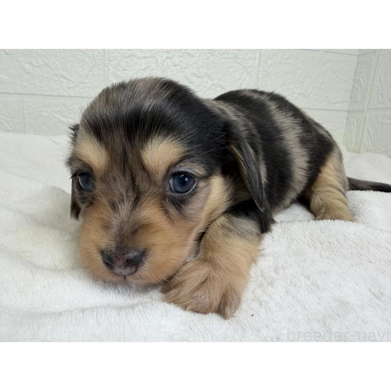 販売中の埼玉県のチワックス:チワワ×ミニチュアダックスフンド-447582の5枚目