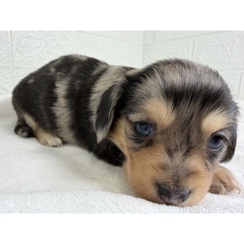 販売中の埼玉県のチワックス:チワワ×ミニチュアダックスフンド-447582の4枚目