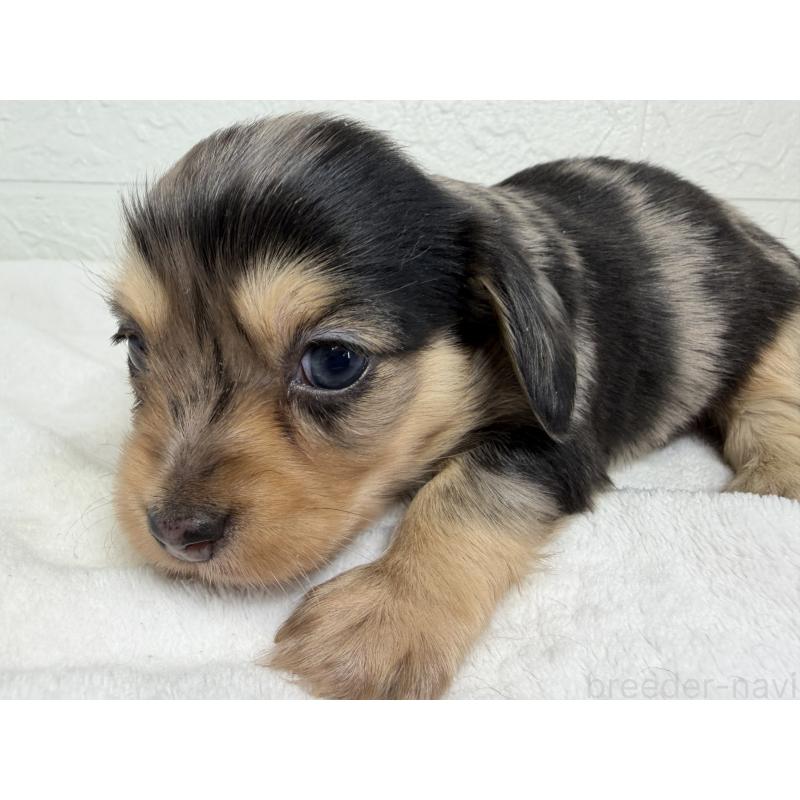 販売中の埼玉県のチワックス:チワワ×ミニチュアダックスフンド-447582の3枚目