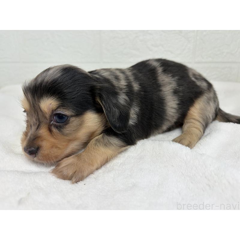 販売中の埼玉県のチワックス:チワワ×ミニチュアダックスフンド-447582の2枚目