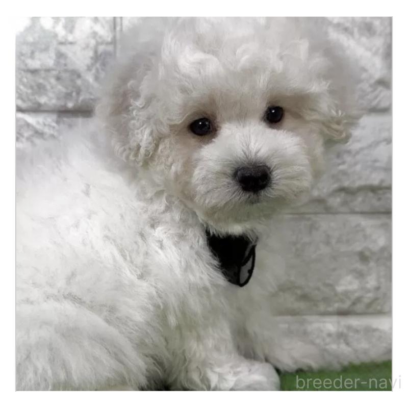 販売中の埼玉県のビションプー:ビションフリーゼ×トイプードル-447585の1枚目