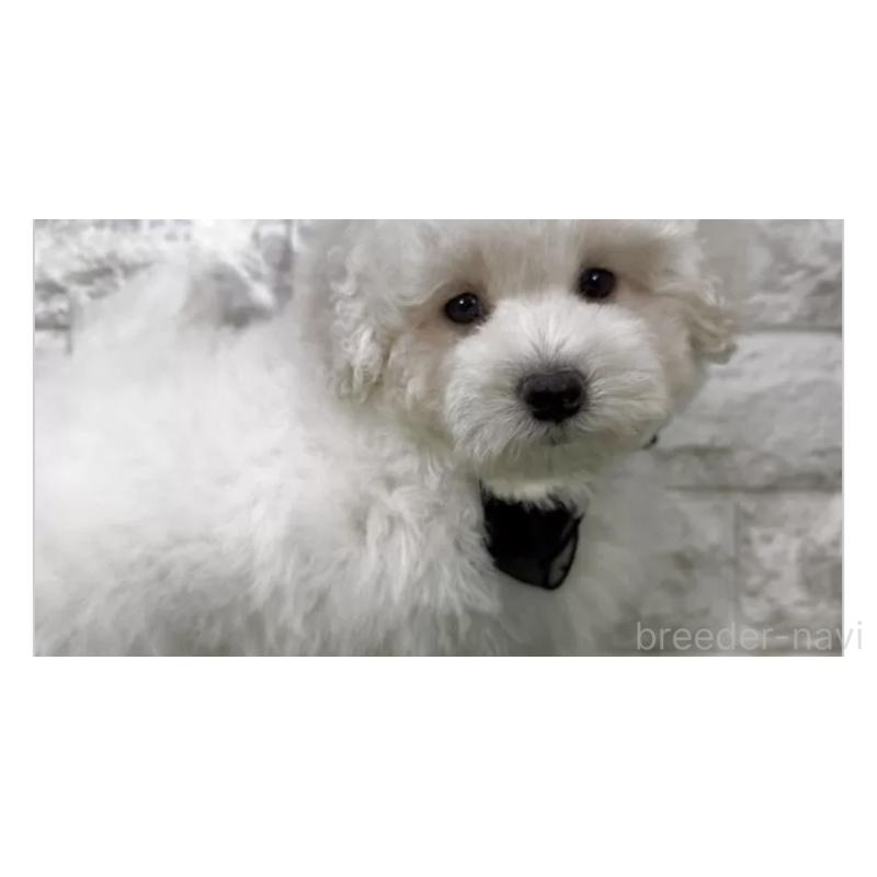 販売中の埼玉県のビションプー:ビションフリーゼ×トイプードル-447585の3枚目