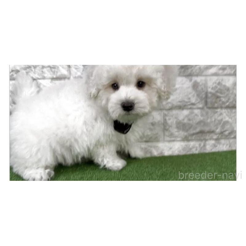 販売中の埼玉県のビションプー:ビションフリーゼ×トイプードル-447585の2枚目