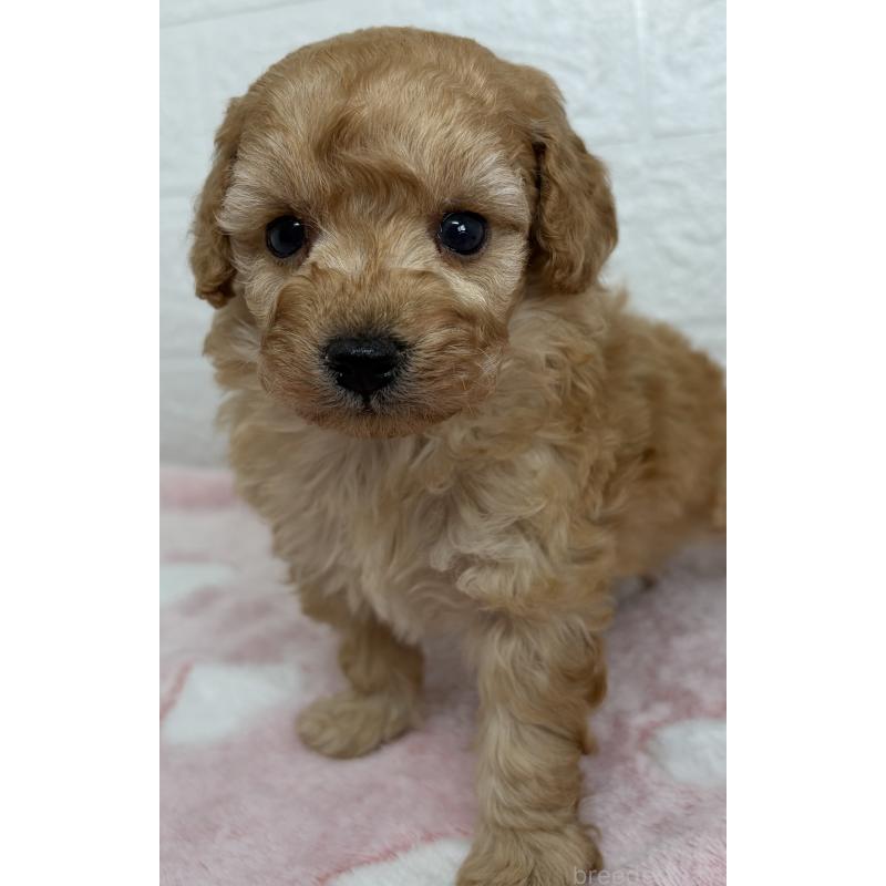 販売中の埼玉県のトイプードル-447587の7枚目