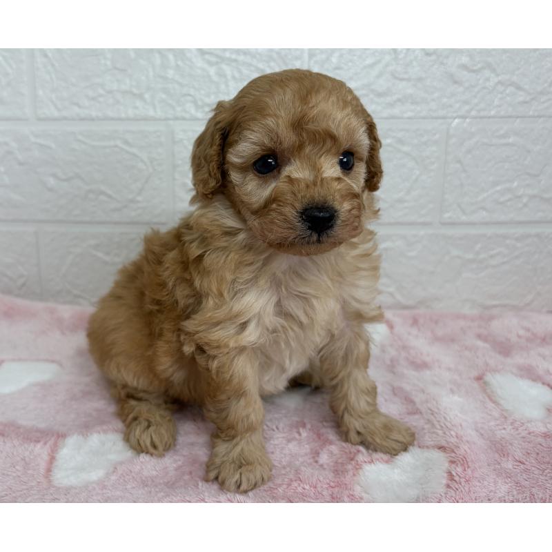 販売中の埼玉県のトイプードル-447587の6枚目