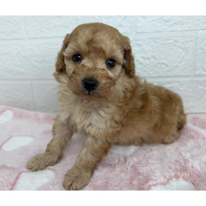 販売中の埼玉県のトイプードル-447587の5枚目