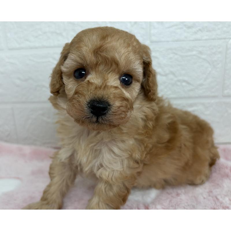 販売中の埼玉県のトイプードル-447587の4枚目