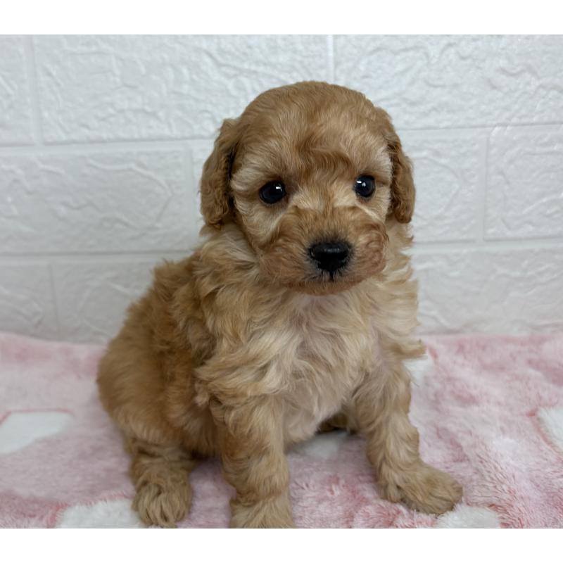 販売中の埼玉県のトイプードル-447587の3枚目