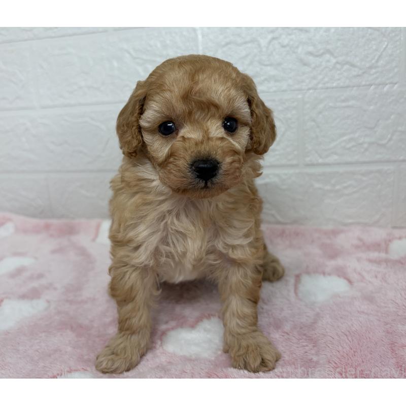 販売中の埼玉県のトイプードル-447587の2枚目